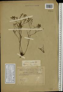 Limonium caspium (Willd.) Gams, Eastern Europe, Lower Volga region (E9) (Russia)