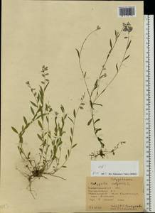 Polygala vulgaris L., Eastern Europe, West Ukrainian region (E13) (Ukraine)