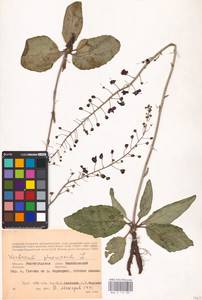 MHA 0 159 087, Verbascum phoeniceum L., Eastern Europe, Lower Volga region (E9) (Russia)
