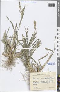 Echinochloa crus-galli (L.) P.Beauv., South Asia, South Asia (Asia outside ex-Soviet states and Mongolia) (ASIA) (China)