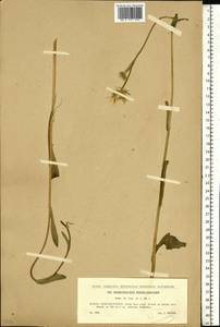 Doronicum hungaricum Rchb. fil., Eastern Europe, Moldova (E13a) (Moldova)