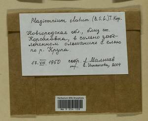 Plagiomnium elatum (Bruch & Schimp.) T.J. Kop., Bryophytes, Bryophytes - Novgorod & Pskov Oblasts (B5) (Russia)