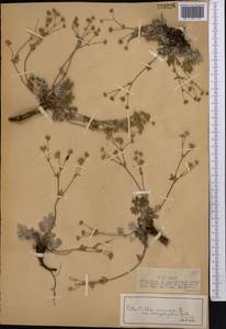 Potentilla sericea L., Middle Asia, Dzungarian Alatau & Tarbagatai (M5) (Kazakhstan)