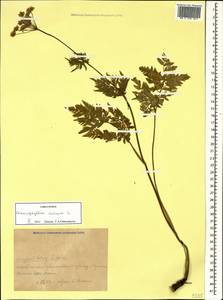 Chaerophyllum aureum L., Caucasus, Krasnodar Krai & Adygea (K1a) (Russia)