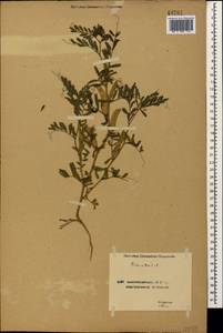 Vicia sativa L., Caucasus, Azerbaijan (K6) (Azerbaijan)
