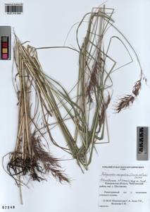 Achnatherum sibiricum (L.) Keng ex Tzvelev, Siberia, Altai & Sayany Mountains (S2) (Russia)