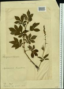 Agrimonia eupatoria L., Eastern Europe, Estonia (E2c) (Estonia)