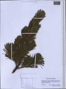 Pinus pumila (Parl.) Regel, Siberia, Russian Far East (S6) (Russia)