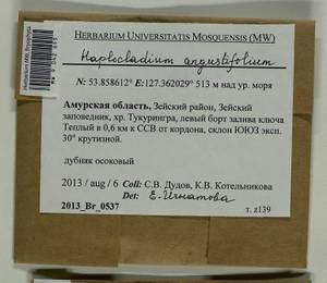 Haplocladium angustifolium (Hampe & Müll. Hal.) Broth., Bryophytes, Bryophytes - Russian Far East (excl. Chukotka & Kamchatka) (B20) (Russia)