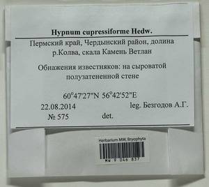 Hypnum cupressiforme Hedw., Bryophytes, Bryophytes - Permsky Krai, Udmurt Republic, Sverdlovsk & Kirov Oblasts (B8) (Russia)