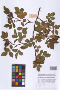 Rosa subcanina (Christ) Dalla Torre & Sarnth., Eastern Europe, Moscow region (E4a) (Russia)