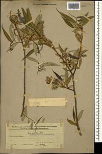 Salix excelsa J.F.Gmel., Caucasus, Azerbaijan (K6) (Azerbaijan)