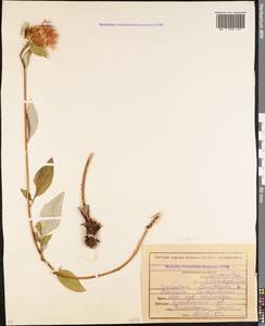 Psephellus leucophyllus (M. Bieb.) C. A. Mey., Caucasus, North Ossetia, Ingushetia & Chechnya (K1c) (Russia)
