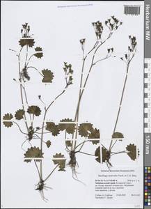 Micranthes nelsoniana subsp. aestivalis (Fisch. & C. A. Mey.) Elven & D. F. Murray, Siberia, Baikal & Transbaikal region (S4) (Russia)