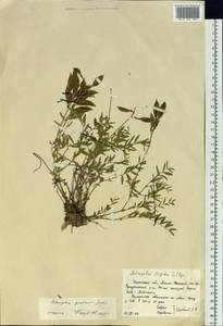Astragalus gorodkovii Jurtz., Siberia, Western Siberia (S1) (Russia)