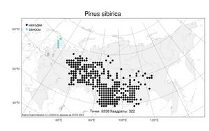 Pinus sibirica Du Tour, Atlas of the Russian Flora (FLORUS) (Russia)