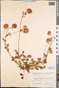 Trifolium pratense L., Eastern Europe, North Ukrainian region (E11) (Ukraine)