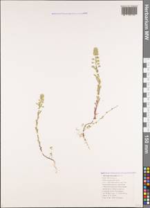 Alyssum alyssoides (L.) L., Caucasus, Black Sea Shore (from Novorossiysk to Adler) (K3) (Russia)