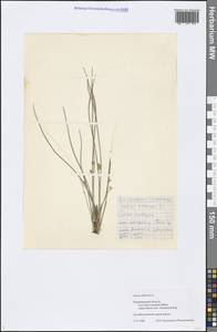 Juncus filiformis L., Eastern Europe, Central region (E4) (Russia)