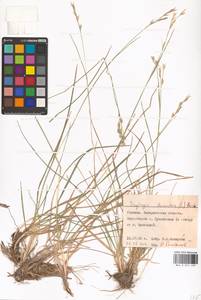 Danthonia decumbens (L.) DC., Eastern Europe, West Ukrainian region (E13) (Ukraine)