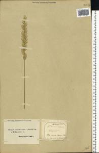 Elymus repens (L.) Gould, Eastern Europe, Northern region (E1) (Russia)