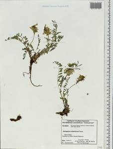 Astragalus schelichowii Turcz., Siberia, Central Siberia (S3) (Russia)