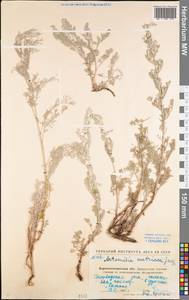 Artemisia austriaca Jacq., Eastern Europe, North Ukrainian region (E11) (Ukraine)