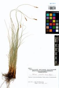 Carex macroprophylla (Y.C.Yang) S.R.Zhang, Siberia, Baikal & Transbaikal region (S4) (Russia)