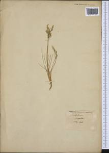 Poaceae, Western Europe (EUR)