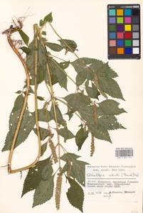 Elsholtzia ciliata (Thunb.) Hyl., Eastern Europe, Moscow region (E4a) (Russia)