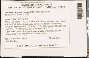 Brachythecium asperrimum (Mitt. ex Müll. Hal.) Sull., Bryophytes, Bryophytes - America (BAm) (United States)