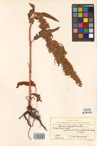 Rumex longifolius DC., Siberia, Russian Far East (S6) (Russia)