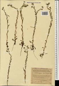 Pseudoheterocaryum szovitsianum (Fisch. & C. A. Mey.) Kaz. Osaloo & Saadati, Caucasus, Azerbaijan (K6) (Azerbaijan)