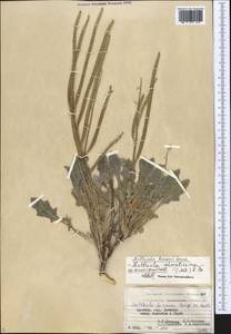 Matthiola farinosa Bunge, Caucasus, Armenia (K5) (Armenia)