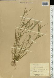 Sporobolus schoenoides (L.) P.M.Peterson, Eastern Europe, Eastern region (E10) (Russia)