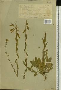 Turritis glabra L., Eastern Europe, Volga-Kama region (E7) (Russia)
