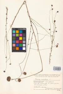 Jasione montana L., Eastern Europe, Central region (E4) (Russia)