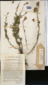 Incarvillea semiretschenskia (B. Fedtsch.) Grierson, Middle Asia, Northern & Central Tian Shan (M4) (Kazakhstan)