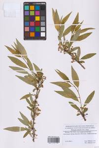 Prinsepia sinensis (Oliv.) Oliv. ex Bean, Eastern Europe, Moscow region (E4a) (Russia)