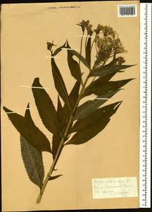 Senecio nemorensis L., Siberia, Altai & Sayany Mountains (S2) (Russia)