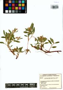 Koenigia ocreata (L.) T. M. Schust. & Reveal, Siberia, Central Siberia (S3) (Russia)