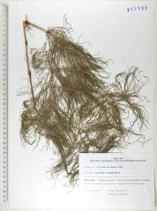 Equisetum sylvaticum L., Siberia, Russian Far East (S6) (Russia)