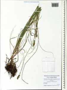 Carex spicata subsp. spicata, Eastern Europe, North-Western region (E2) (Russia)