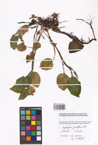 Symphytum grandiflorum DC., Eastern Europe, Moscow region (E4a) (Russia)