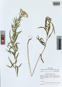 Galatella biflora (L.) Nees, Siberia, Altai & Sayany Mountains (S2) (Russia)