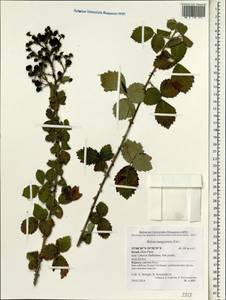 Rubus sanctus Schreb., South Asia, South Asia (Asia outside ex-Soviet states and Mongolia) (ASIA) (Israel)