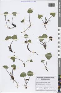 Endocellion glaciale (Ledeb.) Kuprian., Siberia, Central Siberia (S3) (Russia)