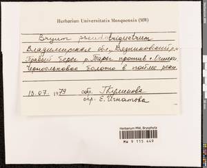 Ptychostomum pseudotriquetrum (Hedw.) J.R. Spence & H.P. Ramsay ex Holyoak & N. Pedersen, Bryophytes, Bryophytes - Middle Russia (B6) (Russia)