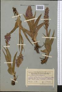Dactylorhiza incarnata subsp. cilicica (Klinge) H.Sund., Middle Asia, Western Tian Shan & Karatau (M3) (Kazakhstan)