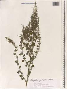Chenopodium opulifolium Schrad., South Asia, South Asia (Asia outside ex-Soviet states and Mongolia) (ASIA) (Israel)